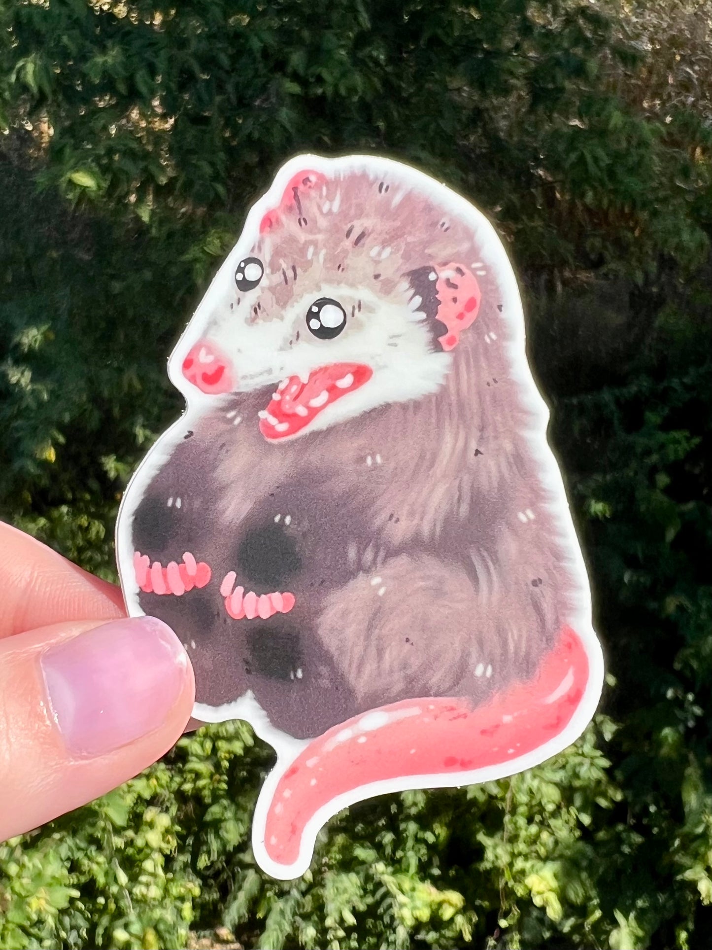 Possum Holding its Peets Sticker